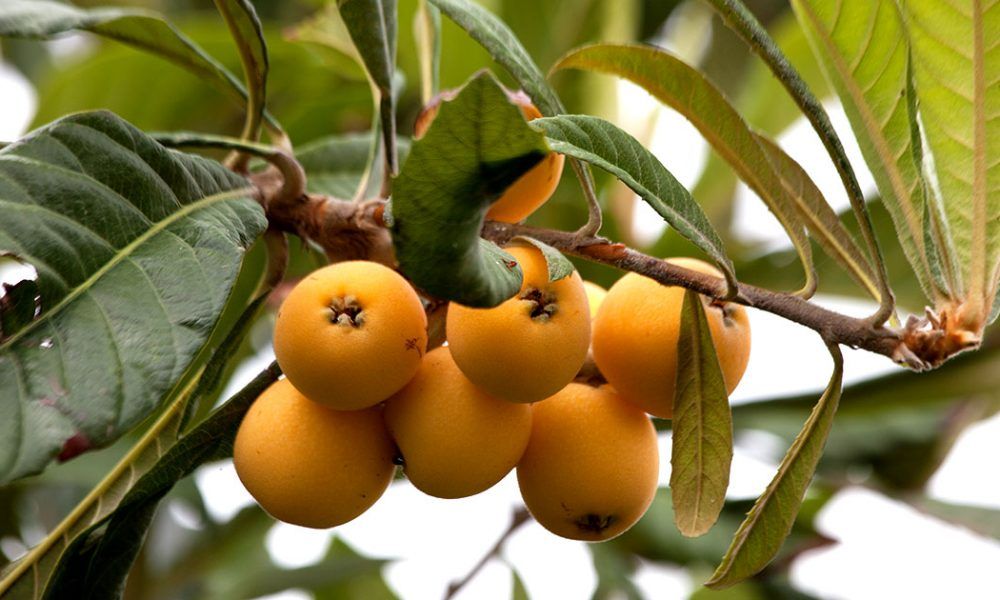 Para reducir los problemas que aquejan producto a la diabetes puedes utilizar este poderoso remedio.