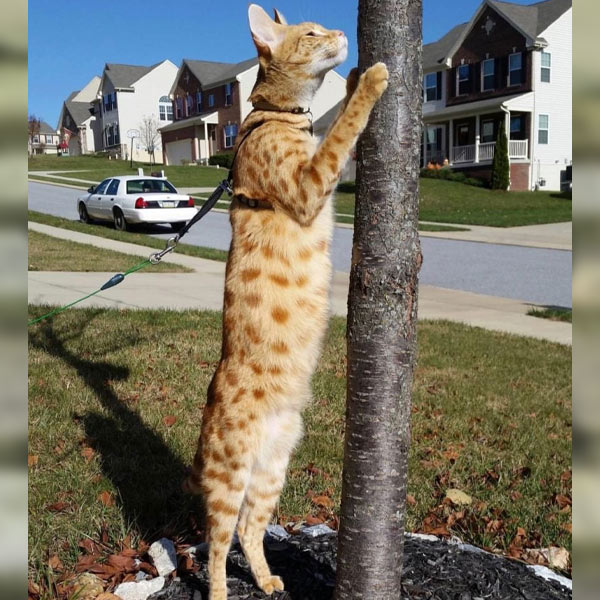 gatos más grandes del mundo