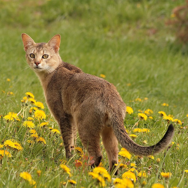 gatos más grandes del mundo