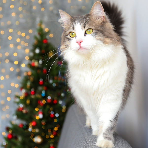 gatos más grandes del mundo