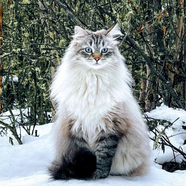 gatos más grandes del mundo