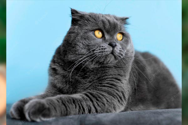 gatos más grandes del mundo