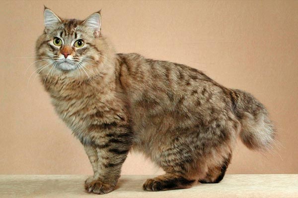 gatos más grandes del mundo