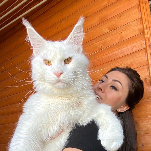 gatos más grandes del mundo