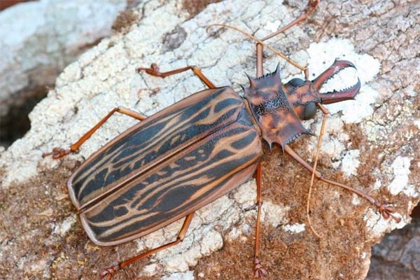 insectos más grandes del mundo