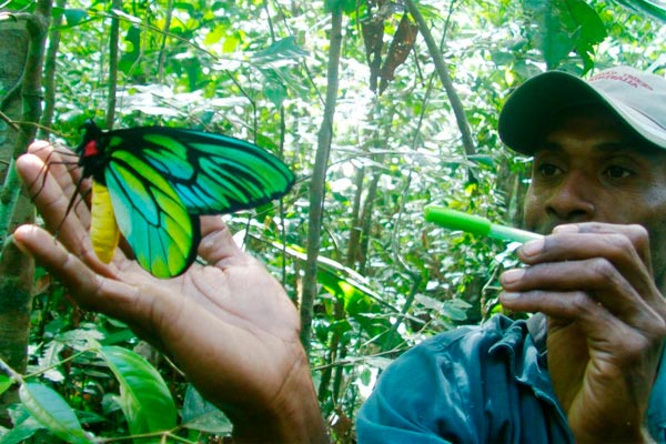 insectos más grandes del mundo