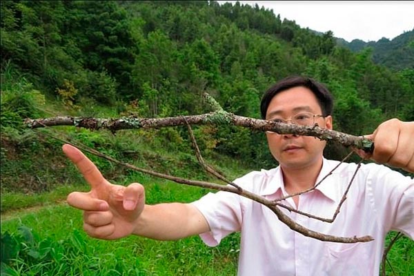 insectos más grandes del mundo