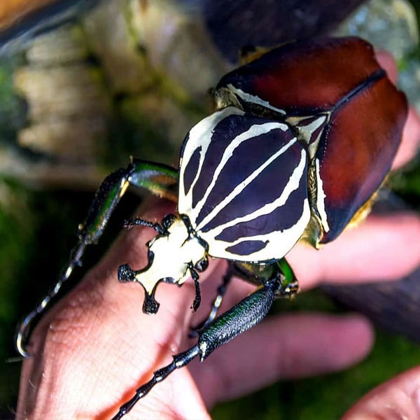 insectos más grandes del mundo