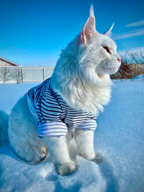 Kefir el Maine Coon más grande del mundo