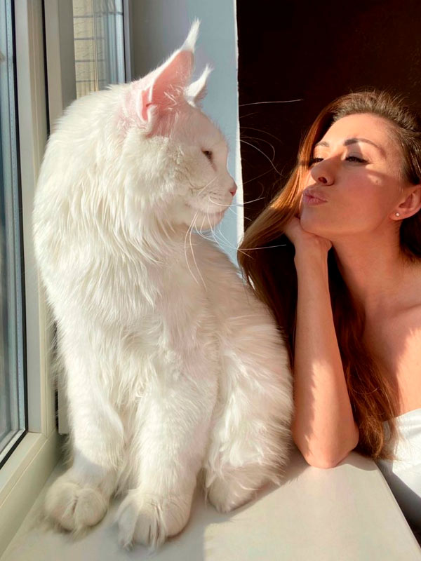 Kefir el Maine Coon más grande del mundo