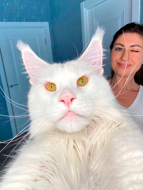 Kefir el Maine Coon más grande del mundo