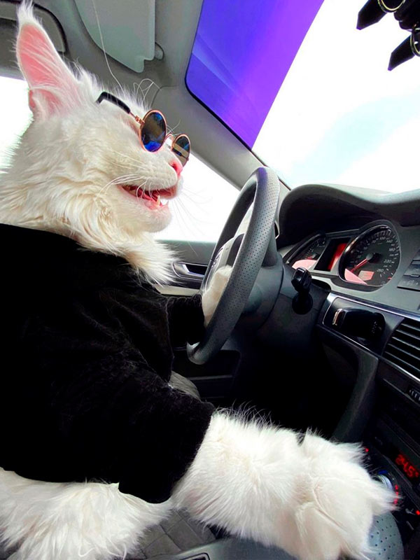 Kefir el Maine Coon más grande del mundo