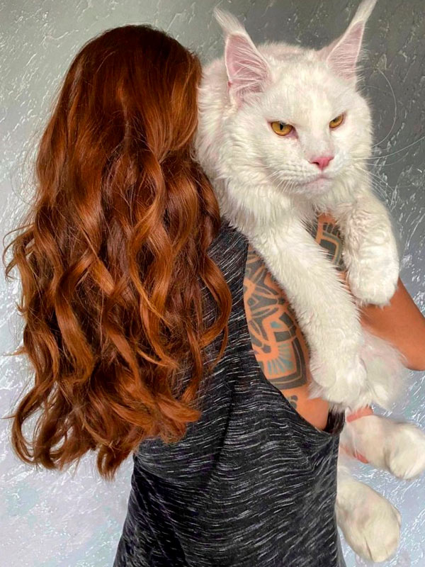 Kefir el Maine Coon más grande del mundo