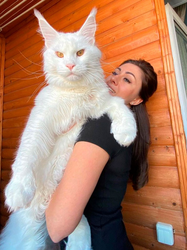 Kefir el Maine Coon más grande del mundo
