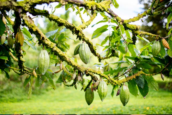 datos fascinantes sobre el chocolate