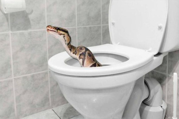 animales salvajes que invaden