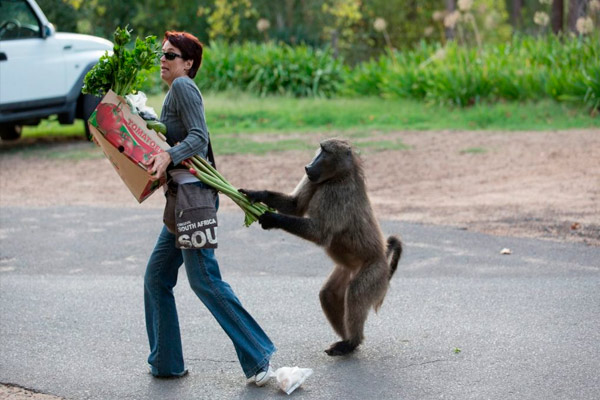 animales salvajes que invaden