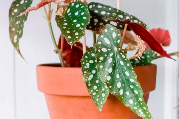 plantas de interior para tu baño