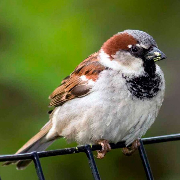 Animales que se automedican