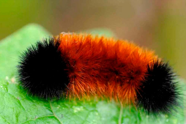 Animales que se automedican