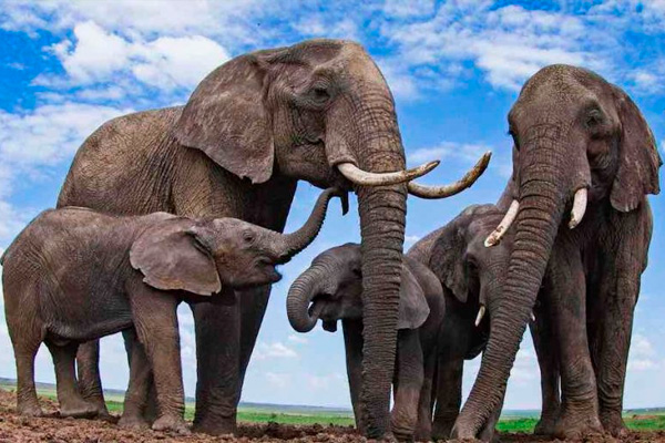 Animales que se automedican