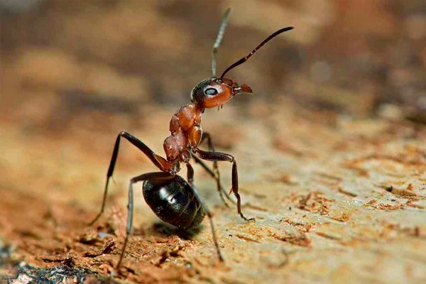 Animales que se automedican