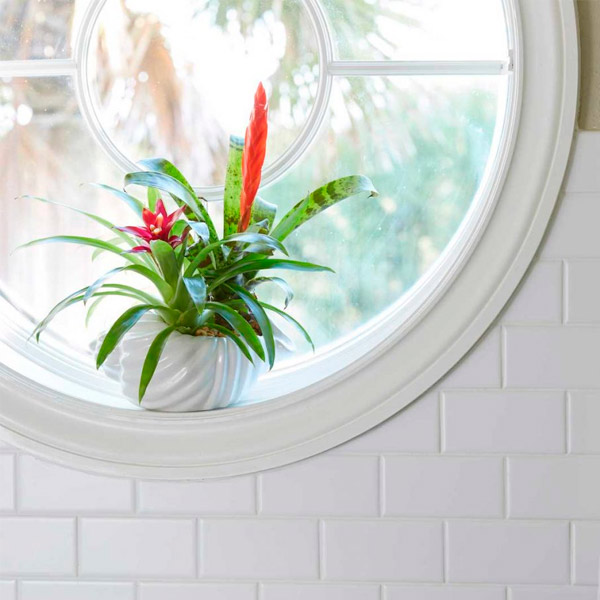 plantas de interior para tu baño