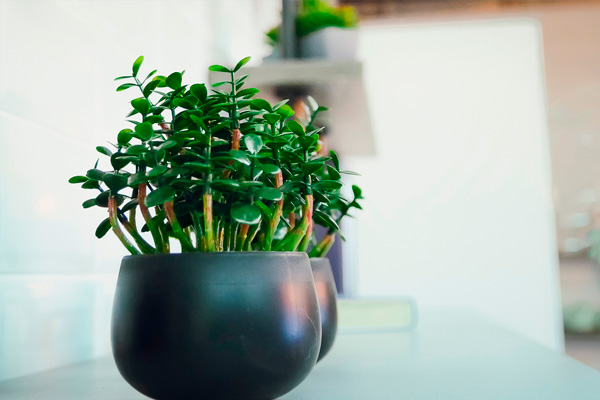 plantas de interior para un buen Feng Shui
