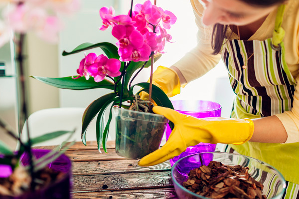 plantas de interior para un buen Feng Shui