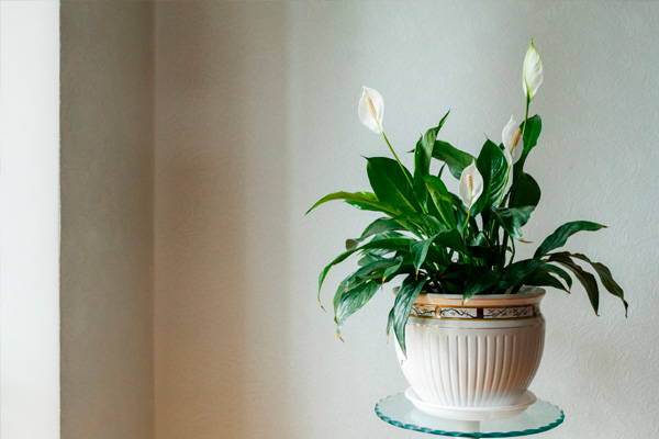 plantas de interior para un buen Feng Shui