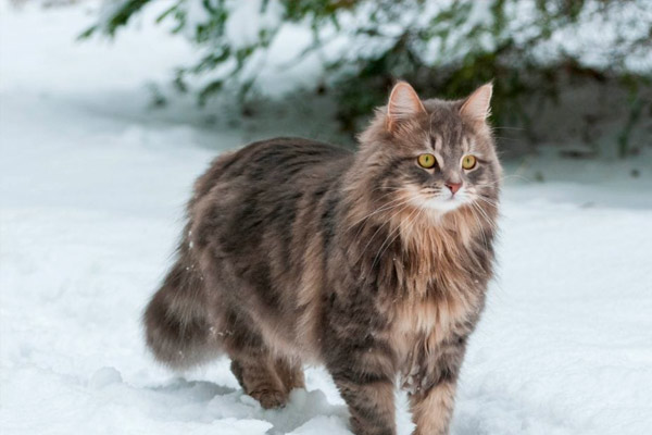 raza de gato más linda