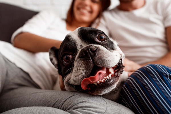 los perros te saltan encima cuando