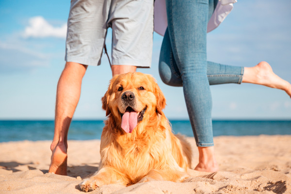 los perros te saltan encima cuando