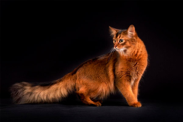 raza de gato más linda