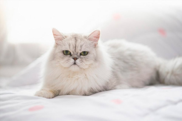 raza de gato más linda