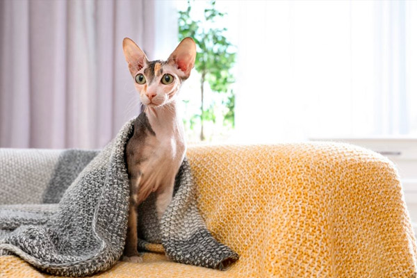 raza de gato más linda