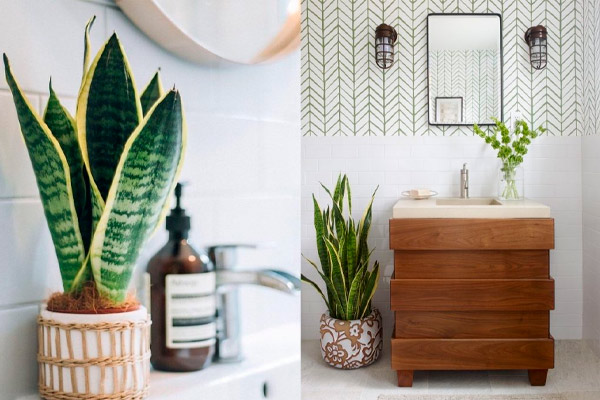 plantas de interior para tu baño