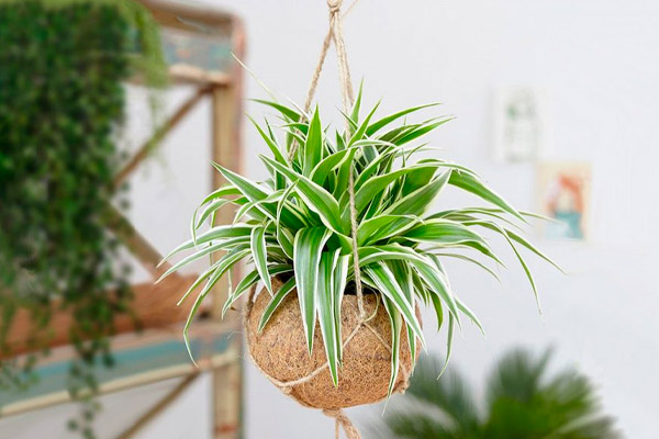plantas de interior para tu baño