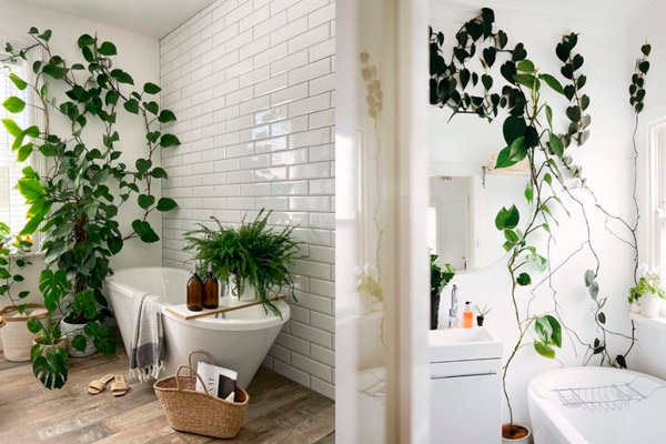 plantas de interior para tu baño