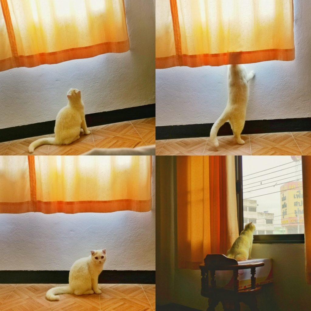 tailandesa puso amarillo a su gato