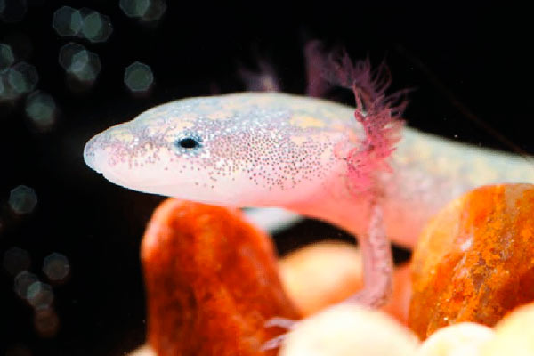 animales penetrantes más extraños