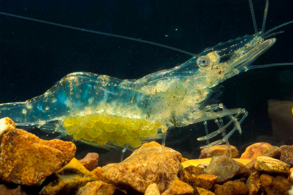 animales penetrantes más extraños