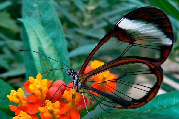 animales penetrantes más extraños