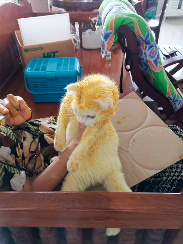 tailandesa puso amarillo a su gato