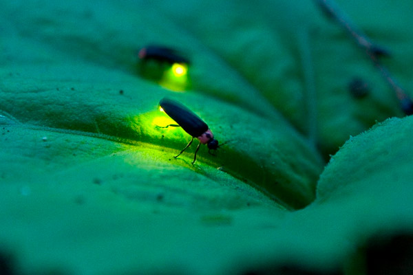 animales que brillan en la oscuridad