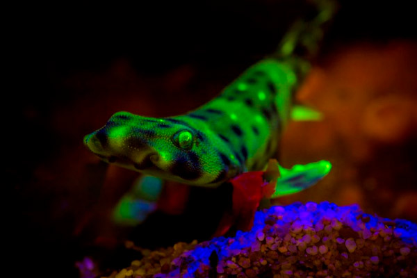 animales que brillan en la oscuridad