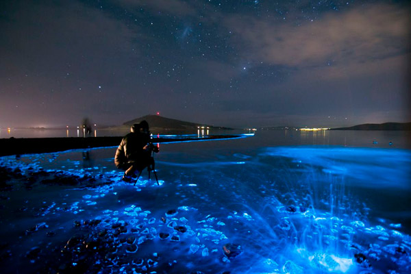 animales que brillan en la oscuridad