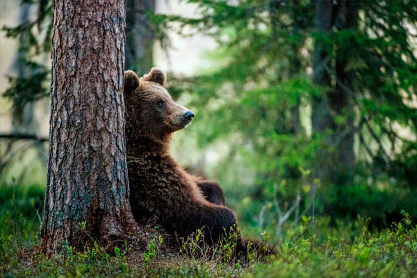 datos interesantes sobre Siberia