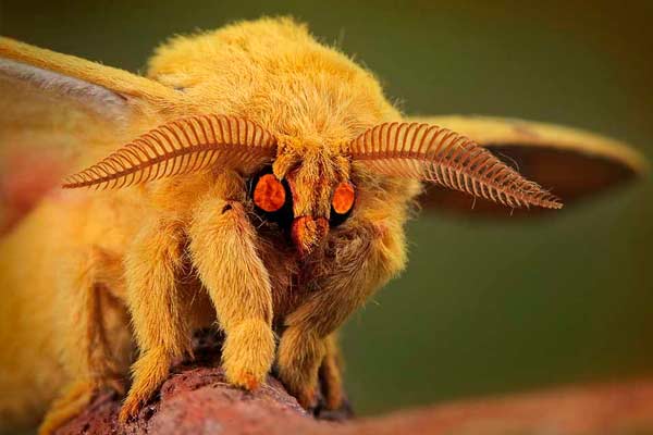 datos interesantes sobre Siberia