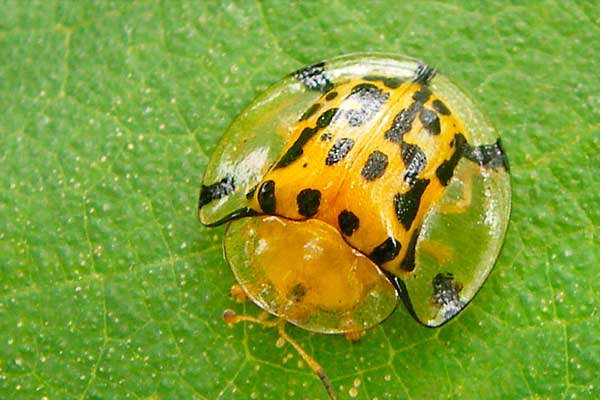 animales penetrantes más extraños